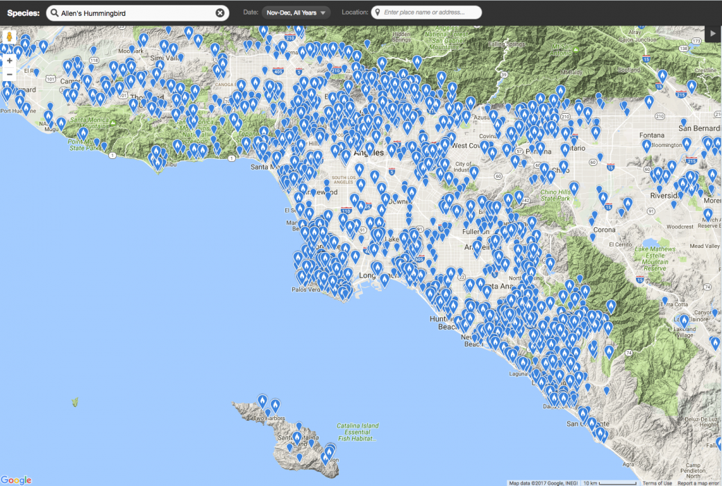 eBird data shed new light on Allen's Hummingbird populations - eBird
