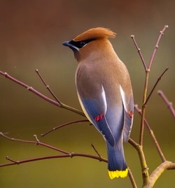 Cedar Waxwing