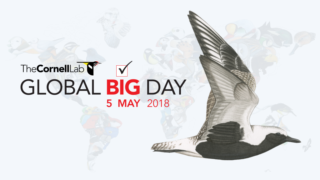 Global Big Day—5 May 2018 eBird