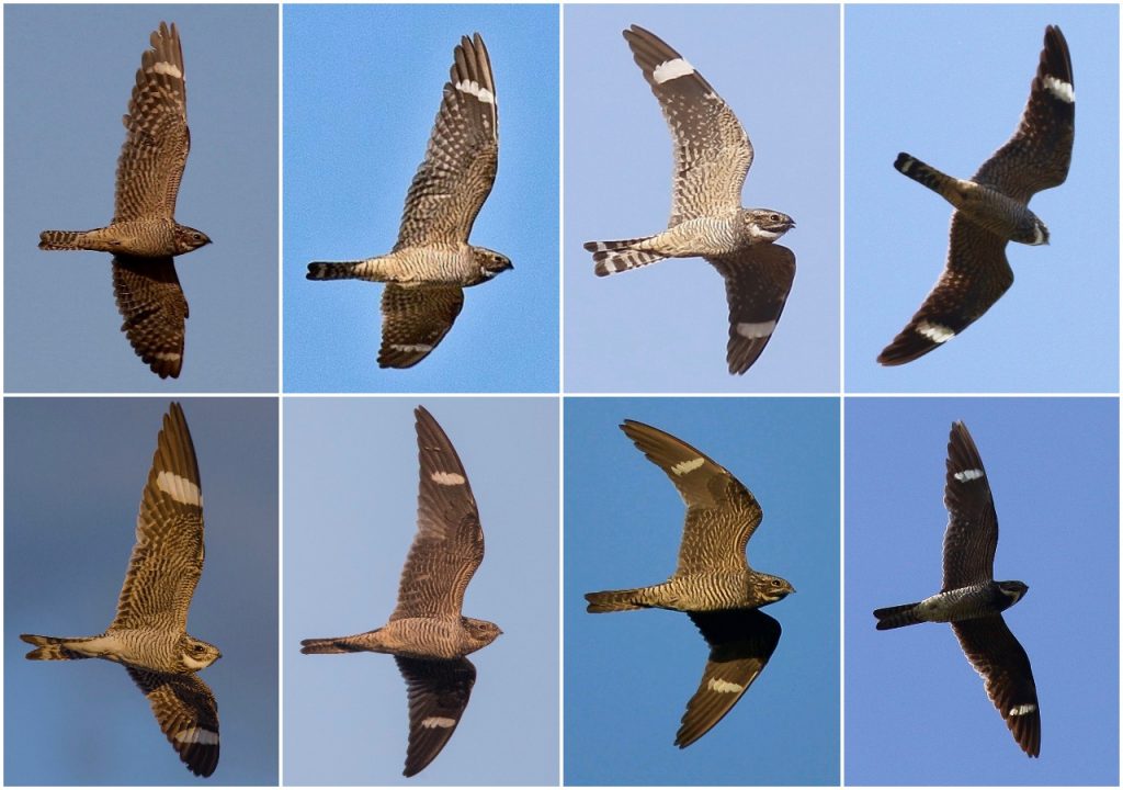 Retos de identificación los nighthawks del género Chordeiles eBird