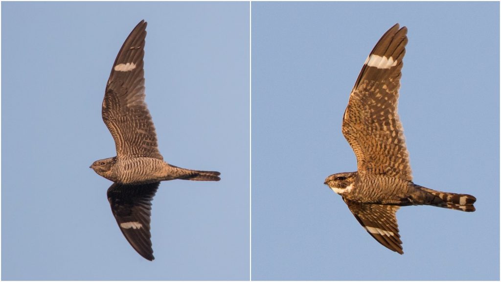 ID challenges The Chordeiles nighthawks eBird Central America