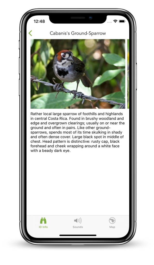 Merlin bird pack Costa Rica is out! eBird Central America