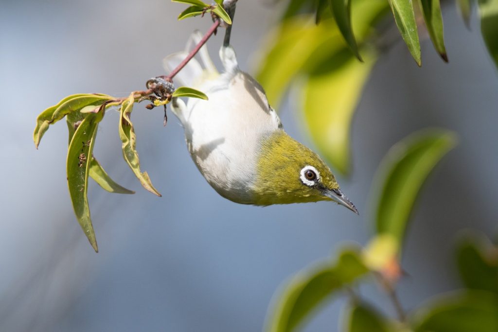 2019 eBird Annual Taxonomy Update - Australia - eBird Australia