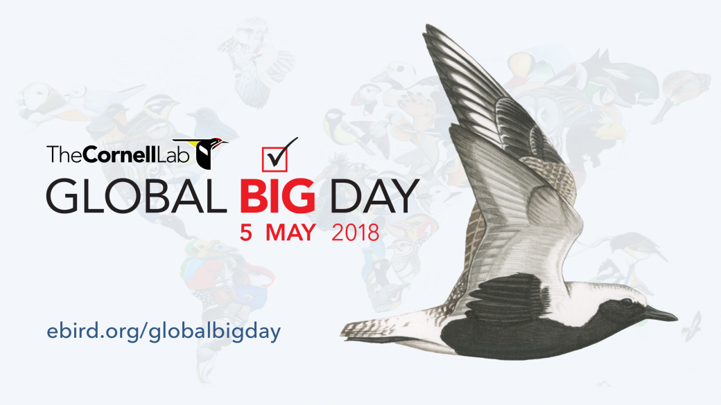 May eBirder of the Month challenge - eBird Australia