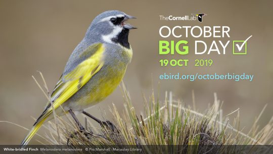 October Big Day—19 Oct 2019 - eBird Australia