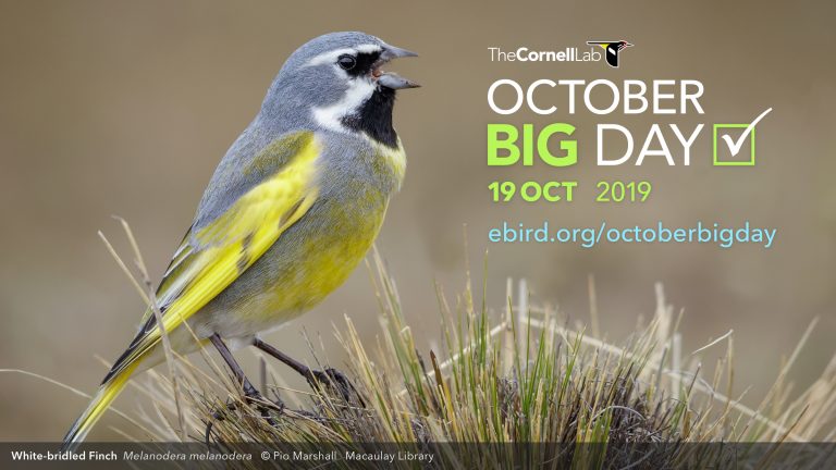 October Big Day—19 Oct 2019 - eBird Australia