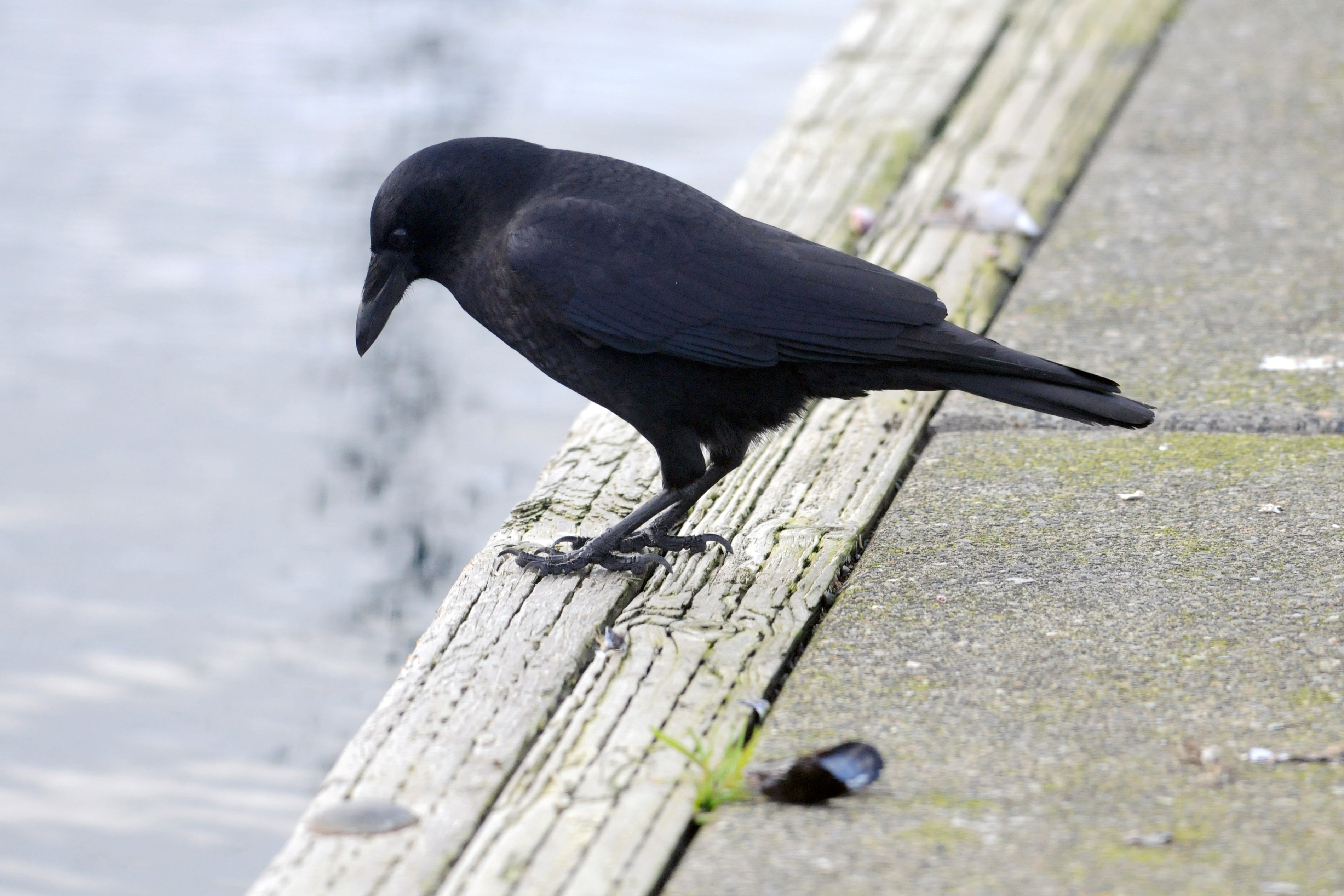 crow s
