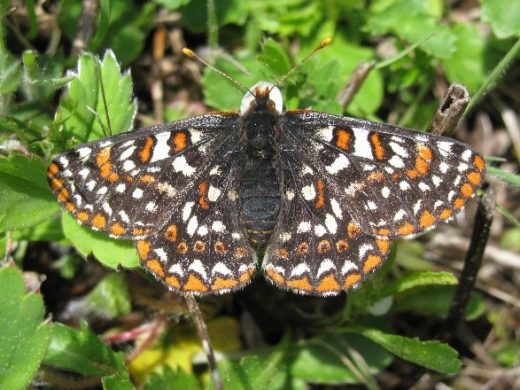Meet the Taylor’s Checkerspot Butterfly and the Bird Conservation Focal ...