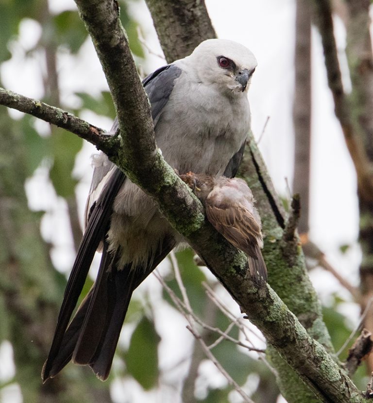 mississippi kite bird
