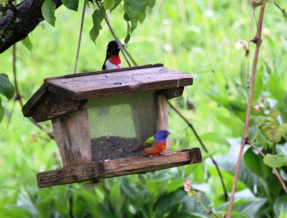 Atlaser Spotlight Ezra Bontrager Wisconsin Breeding Bird Atlas