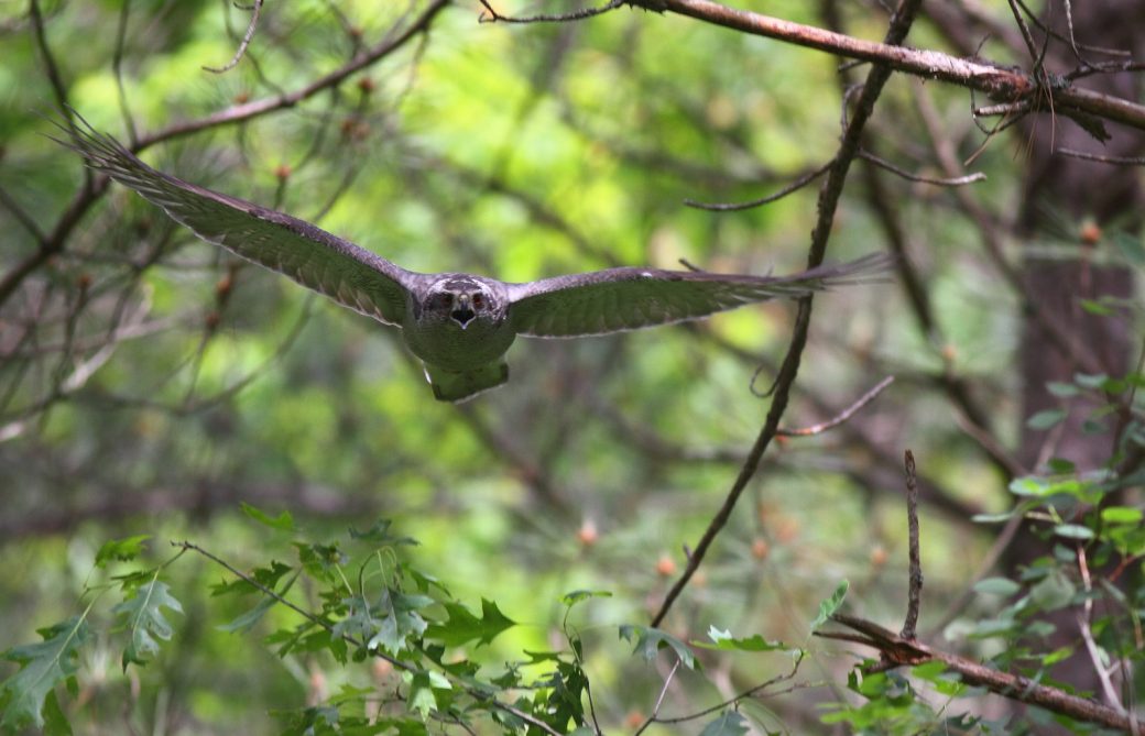 Species Survey Strategy - Rare Forest Raptors - Wisconsin Breeding Bird ...