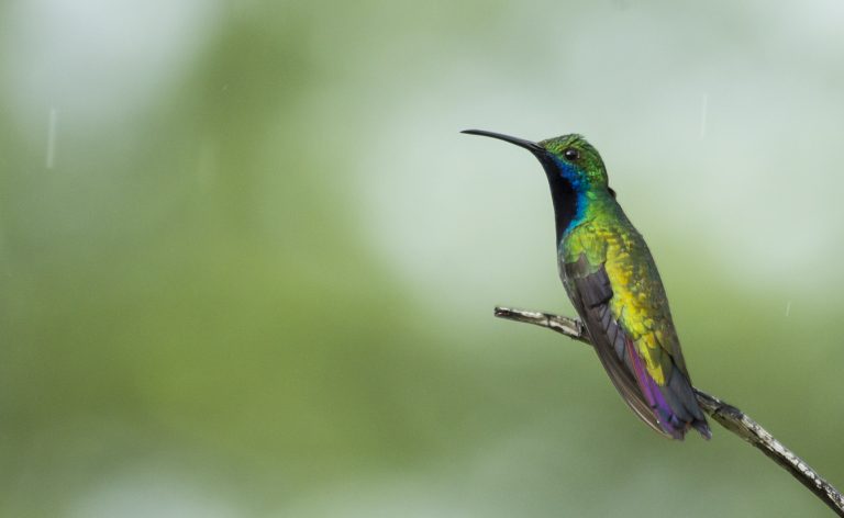 Global Big Day 2018: um recorde! - eBird Brazil