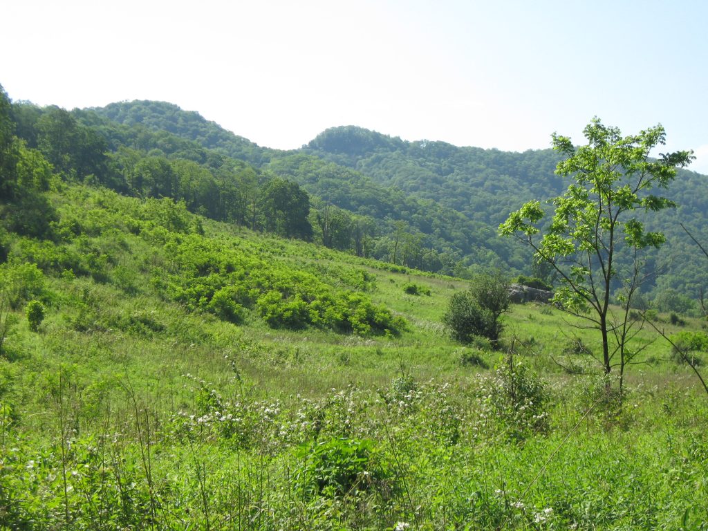 VABBA2 Spotlight on Open Habitat Shrublands Virginia Breeding Bird Atlas