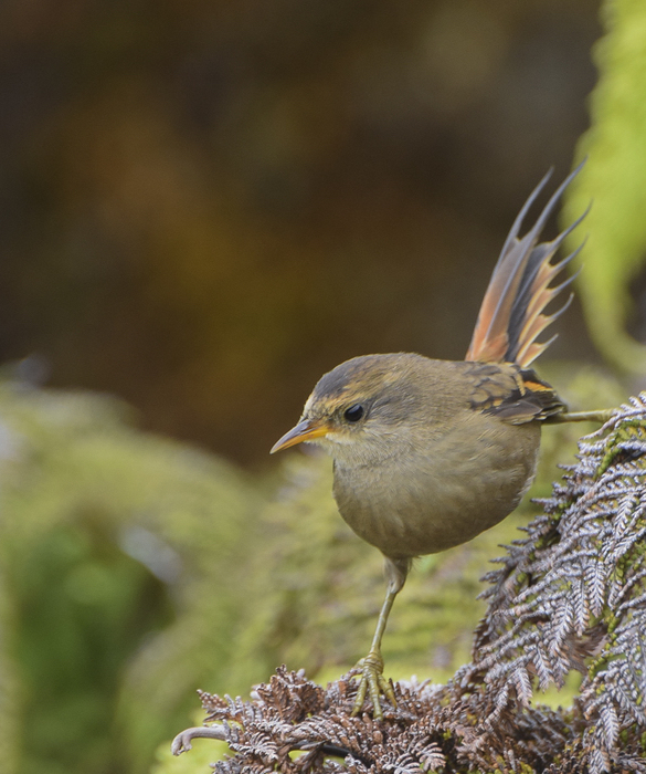 eBird 2016 Year in review Missouri eBird
