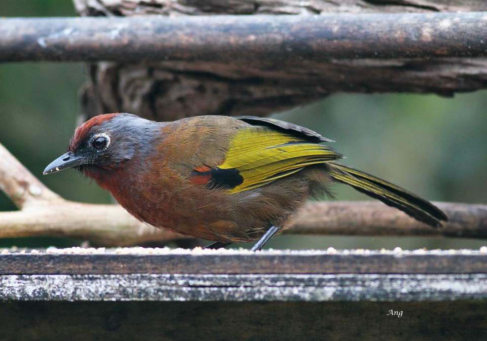 New Names for Old Friends Changes to Clements Taxonomy 2017 affecting