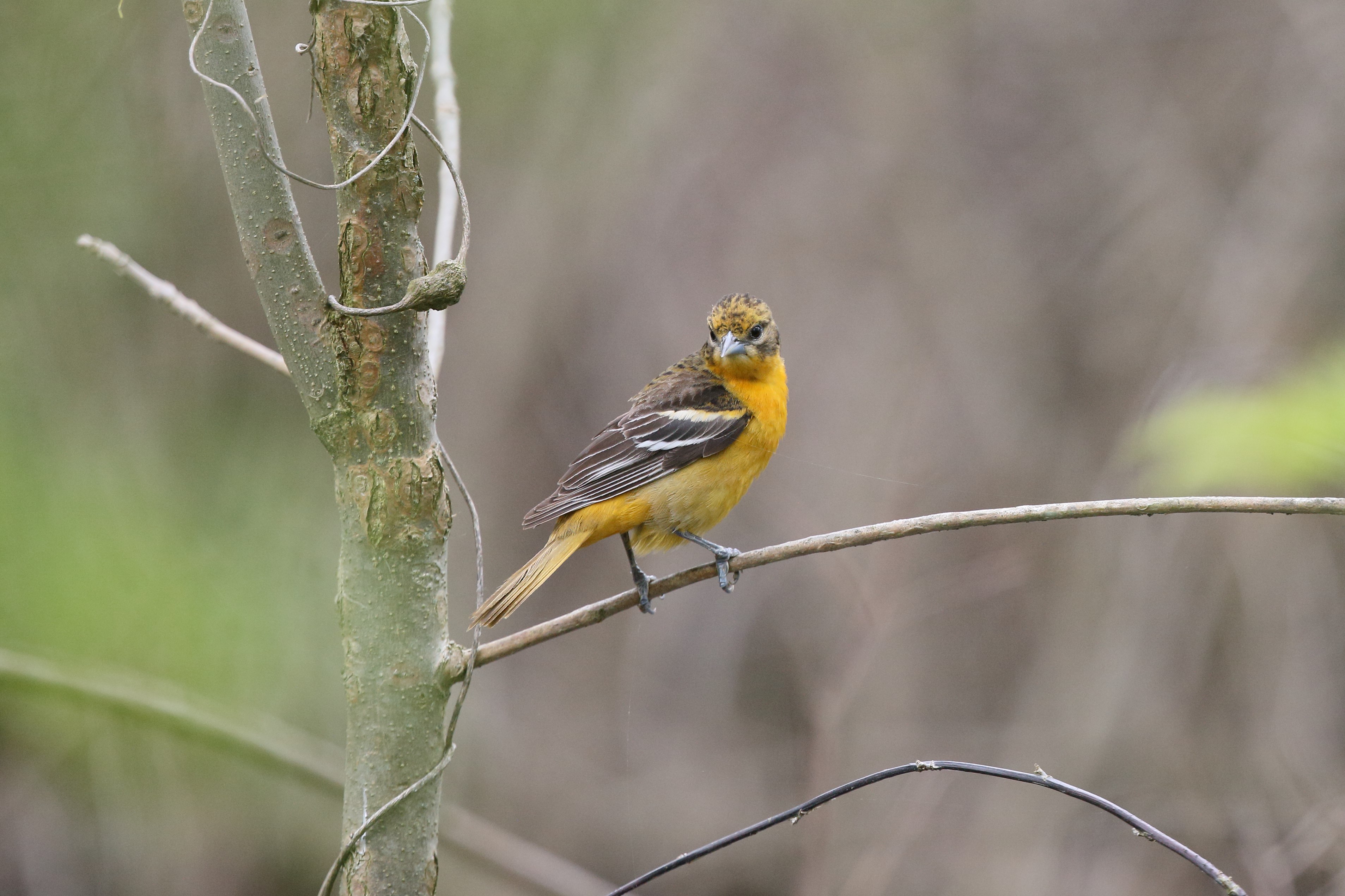About the Atlas - Maryland-DC Breeding Bird Atlas