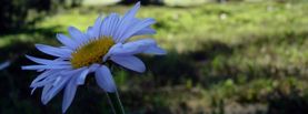 Wild%20flower