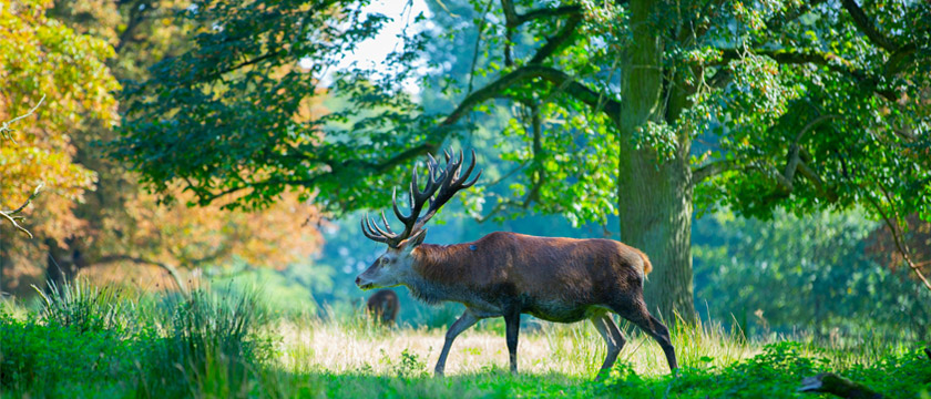 COP17 and the Global Biodiversity Framework: What Companies Need to Know