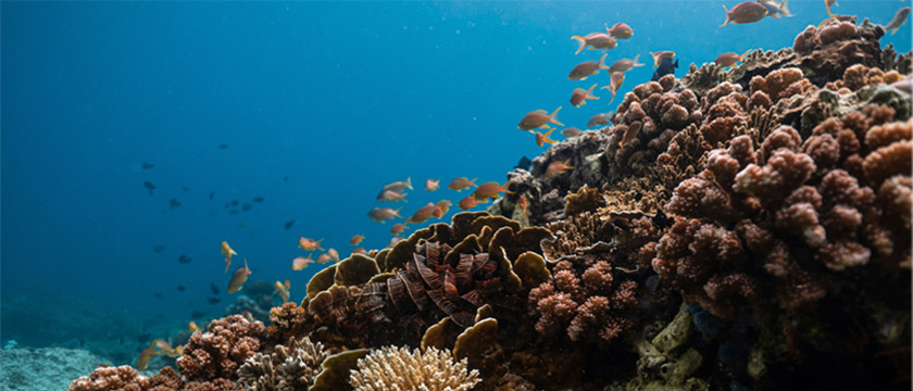 Corporate Product Impacts on Ecosystems: Risks and Opportunities