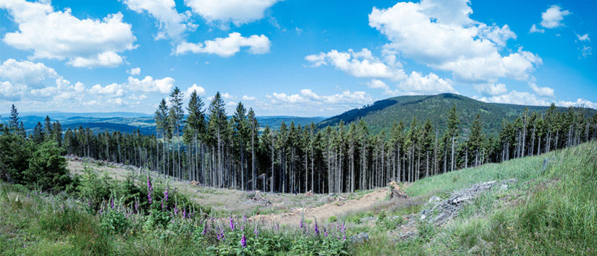 EU Deforestation Regulation July 2026 Update: Near-Term Priorities for Issuers