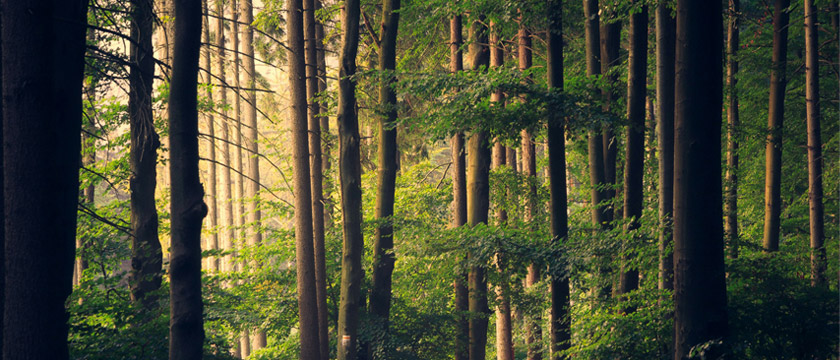 ISSB’s Nature Disclosures: What Companies Should Do Now