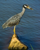 Don Risi Photography