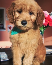 Murphy's Doodles