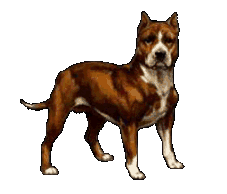 Pit bull