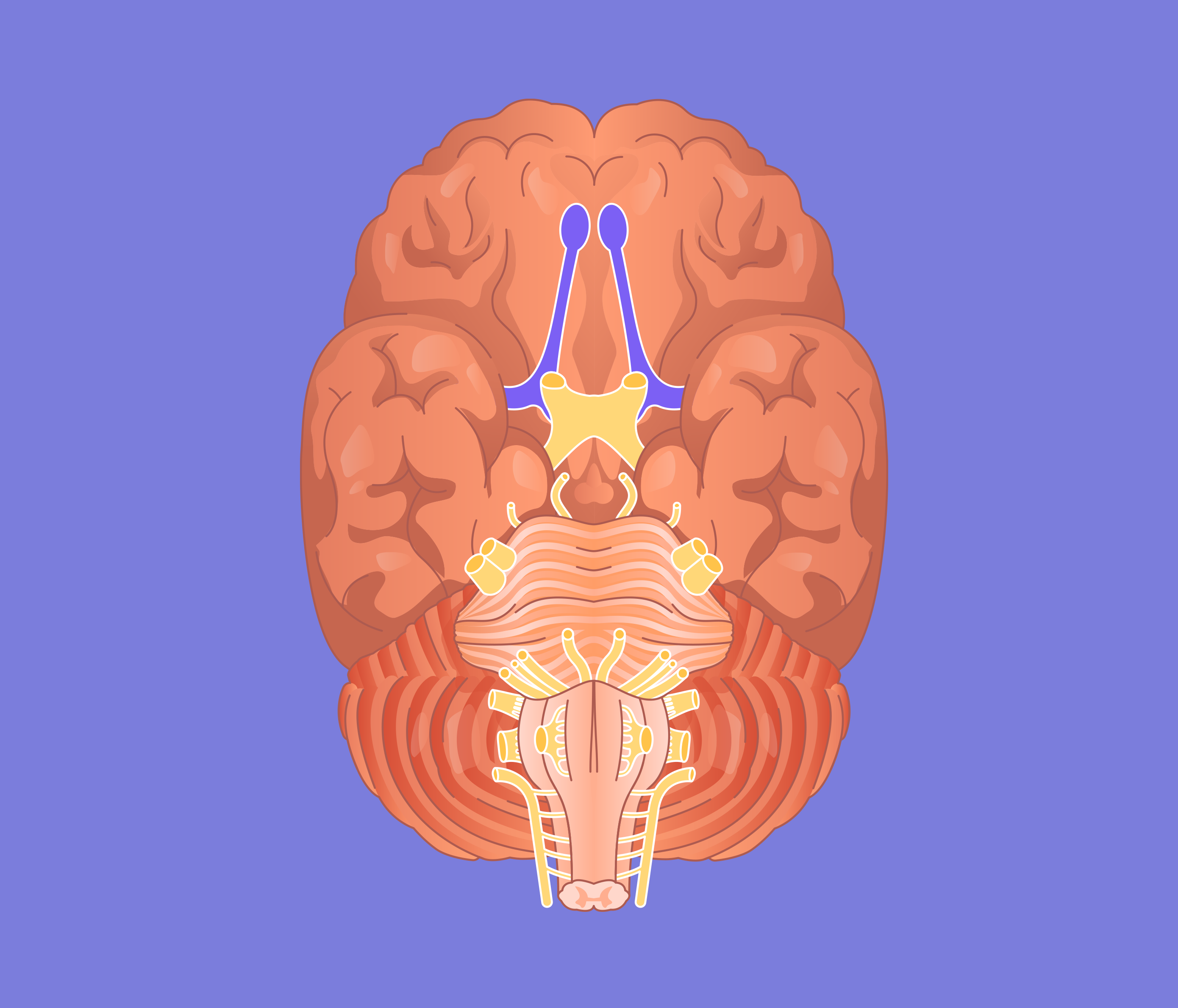 nervo craniano OLFATIVO Artigos do Jaleko Conteúdos práticos de