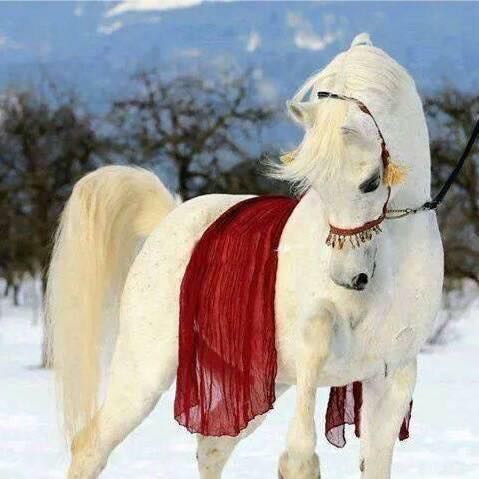 ضيف ضيف