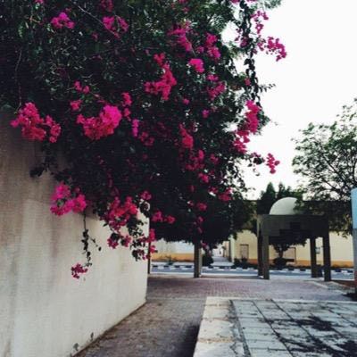 ضيف ضيف