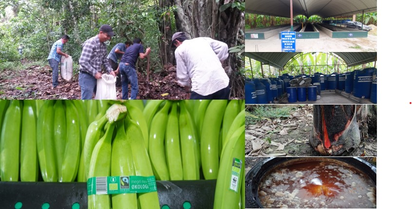 Salud de suelos con microorganismos de montaña. programa PIP.