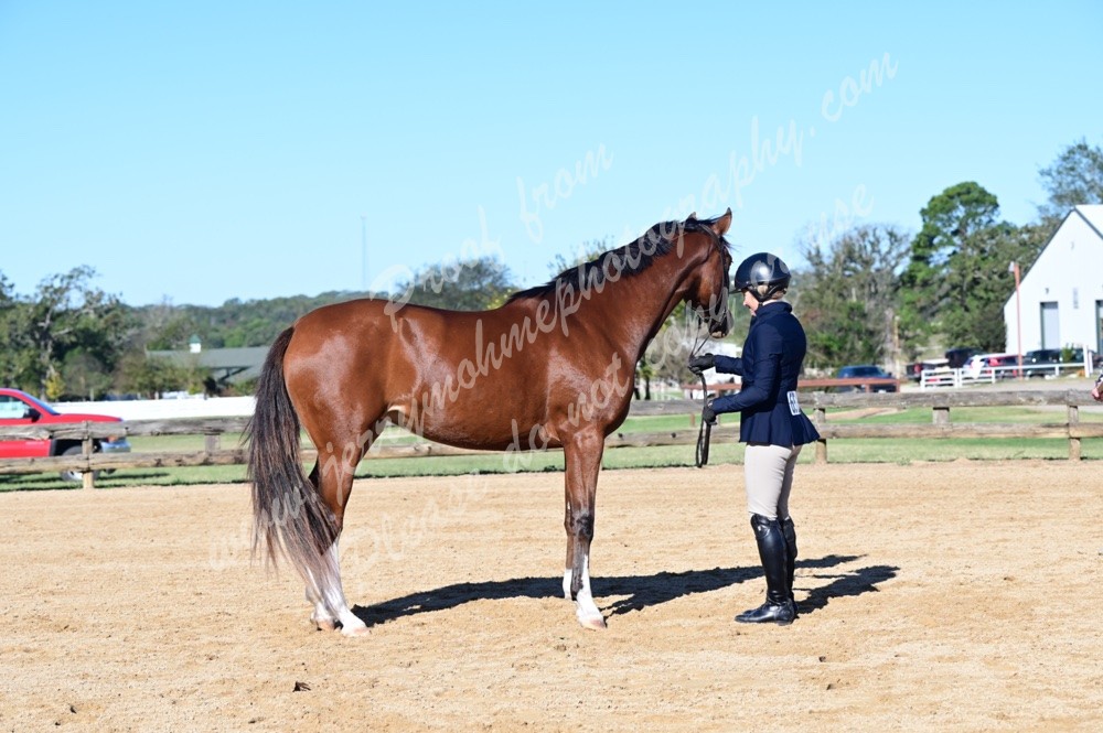 Texas Rose Octoberfest Horse Show Galleries 2021 Horse Shows