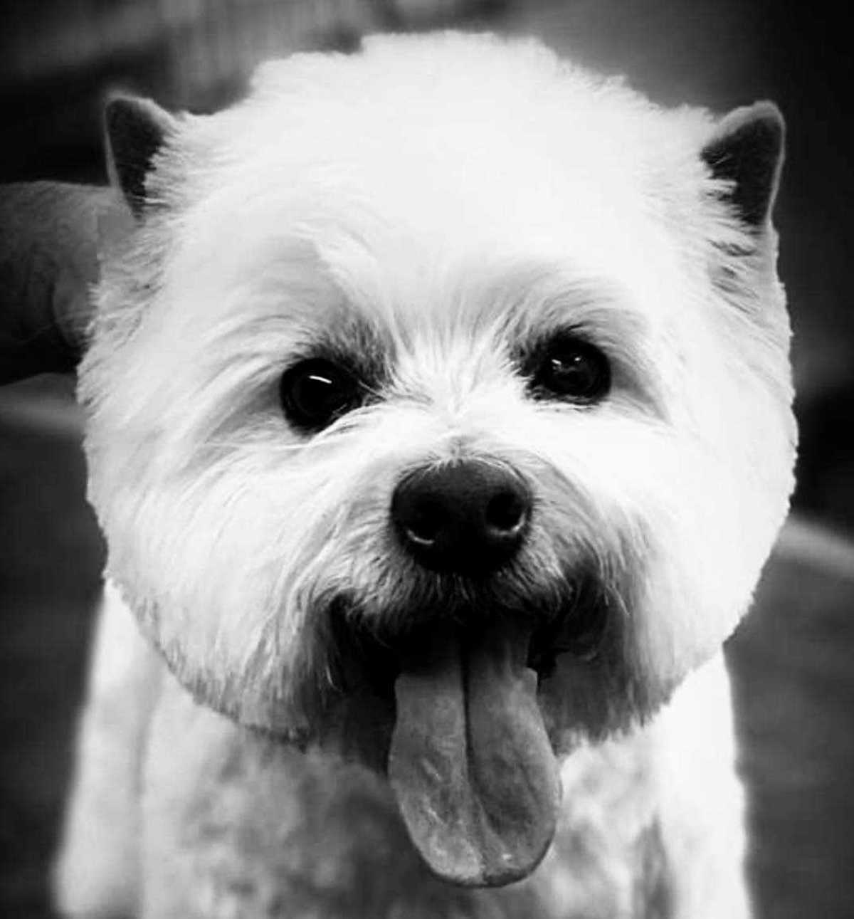Sammie