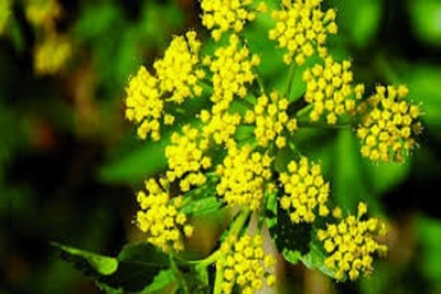 Medium wildparsnip