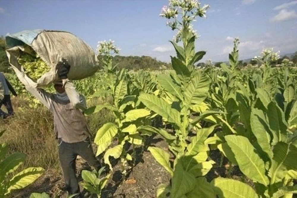 NATIONAL TOBACCO ADMINISTRATION Philippine Government wants