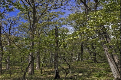 Medium forest