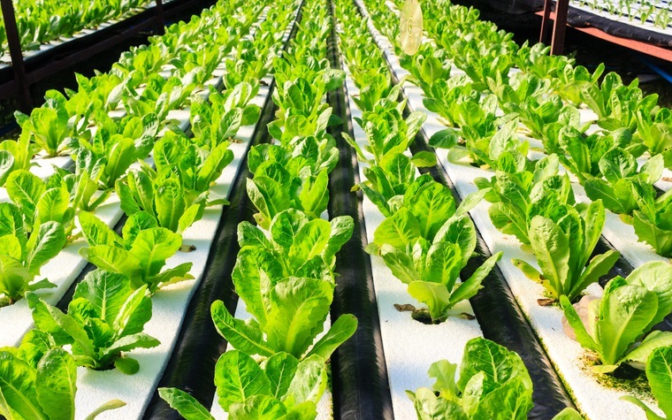 Dubai's Pegasus Agriculture gets Shariah-compliant business