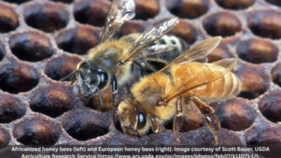 Medium bees