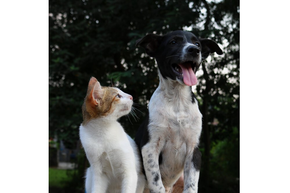 274750259 4821425997935003 5705712166030494050 n