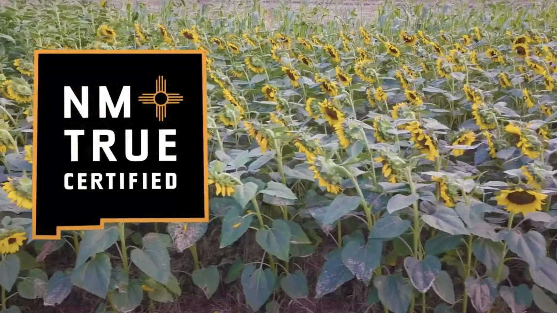 New Mexico True Certified reaches milestone with 500th partner