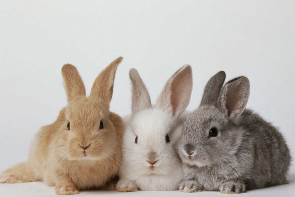 Gettyimages 10141026 slide 67be9fc1bca330b26debade87690b5e84286614d s1100 c50