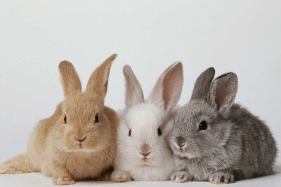 Medium gettyimages 10141026 slide 67be9fc1bca330b26debade87690b5e84286614d s1100 c50