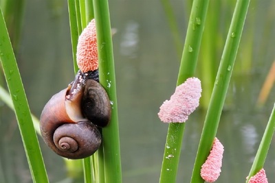 Medium snail1
