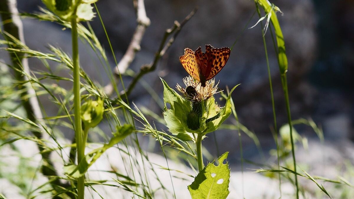 Sophia rotsch jtdsrz8hyv0 unsplash