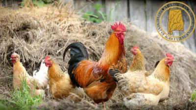 Medium farm