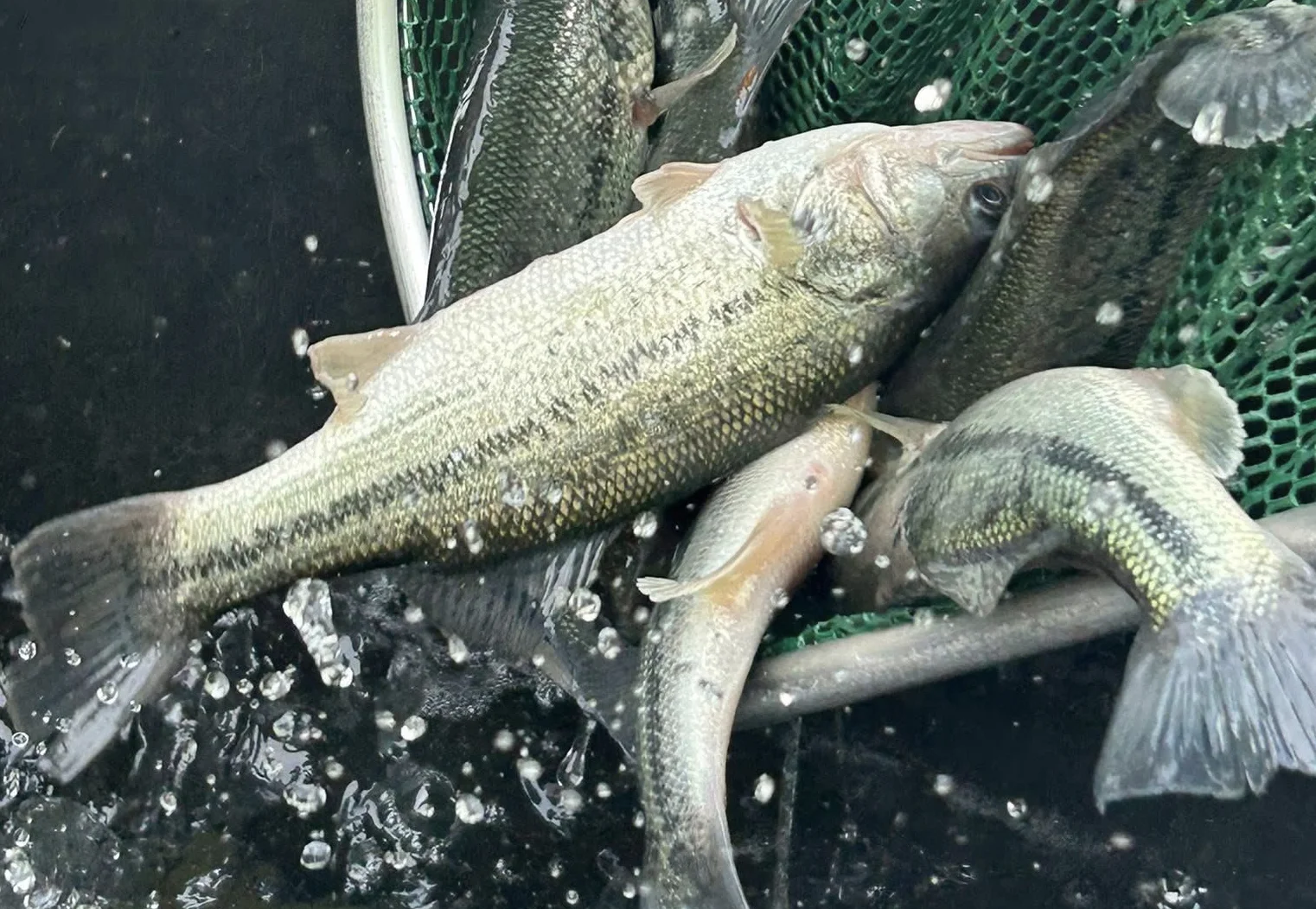 Webp rainbowtrout