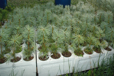 Medium whitepine