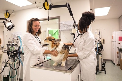 Medium vet