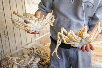 Medium kingcrab